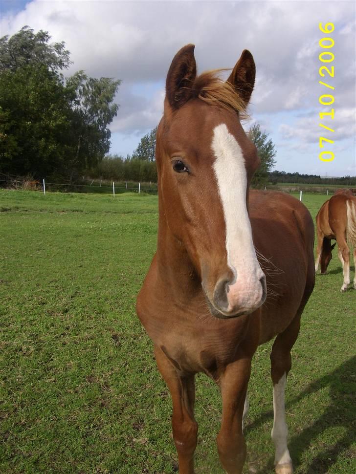 Frederiksborg Zhoker Brentedal - som føl billede 3