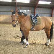 Hannoveraner Sir Henry<3