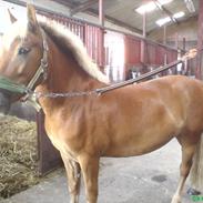 Anden særlig race Max <'33