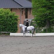 Welsh Partbred (Sec F) Bjerregårds Bolivia - RIP