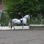 Welsh Partbred (Sec F) Bjerregårds Bolivia - RIP