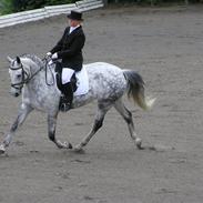 Welsh Partbred (Sec F) Bjerregårds Bolivia - RIP