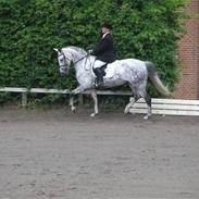 Welsh Partbred (Sec F) Bjerregårds Bolivia - RIP