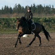 Tysk Sportspony Janne