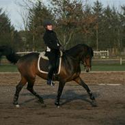 Tysk Sportspony Janne