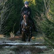 Tysk Sportspony Janne