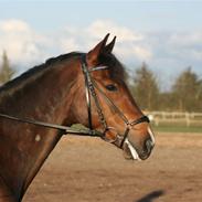 Tysk Sportspony Janne