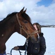 Tysk Sportspony Janne