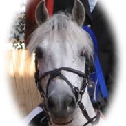 Welsh Pony (sec B) Lindveds Hesper
