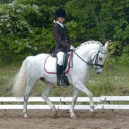 Welsh Pony (sec B) Lindveds Hesper