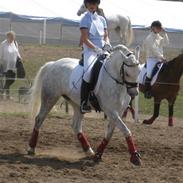 Welsh Pony (sec B) Lindveds Hesper