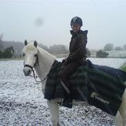 DSP Bæklunds Mario SOLGT