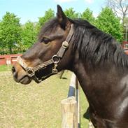 Anden særlig race Fandango SOLGT!! :'(