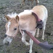 Haflinger Duchess