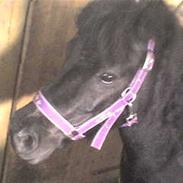 Shetlænder Amira*SOLGT* Savner hende