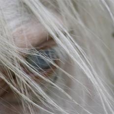 Palomino Mr. Blue Eyes