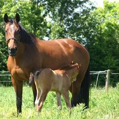 Dansk Varmblod Fiona