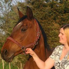 Dansk Varmblod Fiona