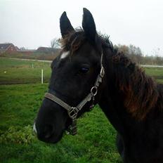 Frederiksborg Ravnholts blaze  (solgt)