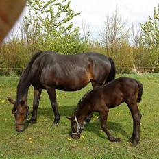 Frederiksborg Ravnholts blaze  (solgt)