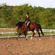 Dansk Varmblod Lucini    (SOLGT)