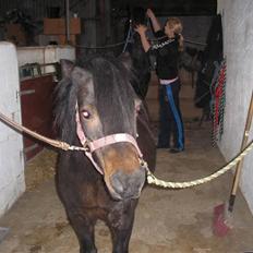 Anden særlig race FREDERIK