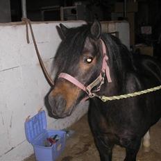 Anden særlig race FREDERIK