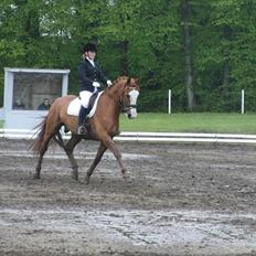 Tysk Oldenburger Ravelli (simeon)