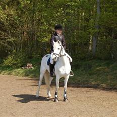 Anden særlig race cirkeline - har redet 