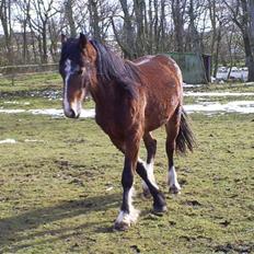 Welsh Cob (sec D) Bjerregårds Valentino 