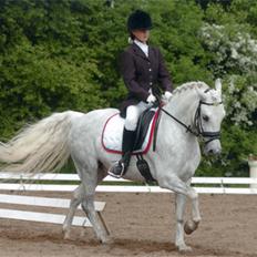 Welsh Pony (sec B) Lindveds Hesper