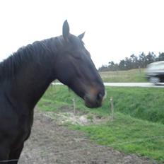 Oldenborg Natasja mone`t (SOLGT)