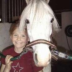 Welsh Mountain (sec A) Møllegårdens Starlet