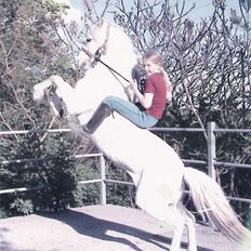 Welsh Mountain (sec A) Møllegårdens Starlet