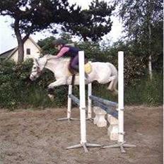 Welsh Mountain (sec A) Møllegårdens Starlet