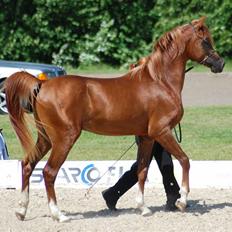 Arabisk fuldblod (OX) Al Waseef Estopa of tas