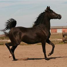 Arabisk fuldblod (OX) Elunah Monpelou