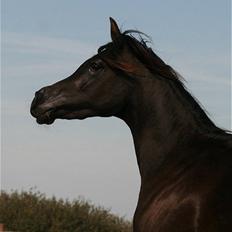 Arabisk fuldblod (OX) Elunah Monpelou