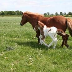 Islænder Töffari fra Holleskov
