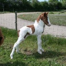 Islænder Töffari fra Holleskov