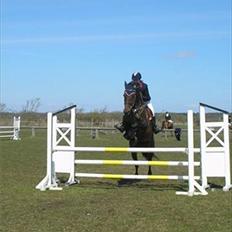 Holstener liva ( solgt )