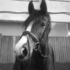 Anden særlig race Lacuna Coil - solgt.