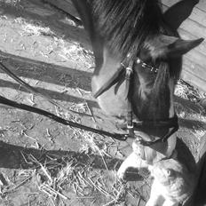 Anden særlig race Lacuna Coil - solgt.