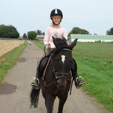 New Forest Pallas Athene