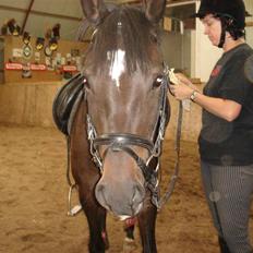 New Forest Pallas Athene