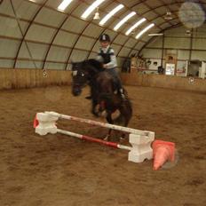 New Forest Pallas Athene