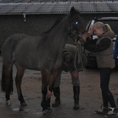New Forest -Miss Jeanette (savnet!) 