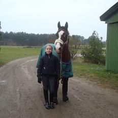 DSP Brown Bodean - solgt