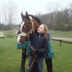 DSP Brown Bodean - solgt