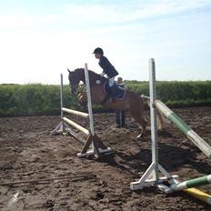 Hollandsk Sportspony Blondie